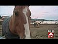 Neglected horses rescued