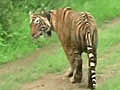 Another tiger relocated to Sariska
