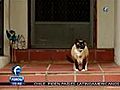 Gato cleptómano en EU