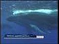 Documental ?Ballenas? 1