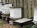 Beekeeping Basics: Equipment For Beginners