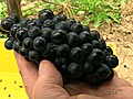 Latest : Grape harvest : CTV National News: John Vennavally-Rao reports