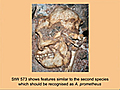 CARTA: Hominid Skulls; The Discovery of Little Foot