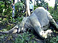 4 elephants,  allegedly poisoned, dead in Assam