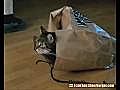 Cat can not enter the Paper Bag