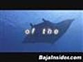 Giant Mantas in the Sea of Cortez