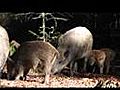 Wildschweine im Nationalpark Bayerischer Wald
