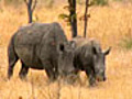 Rhino Pick Up Lines