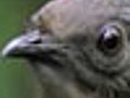 The Amazing Lyrebird Of Australia