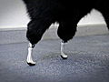 Weird True & Freaky: World’s First Bionic Cat