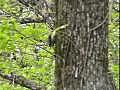 コゲラがいた&#12290;Japanese Pygmy Woodpecker