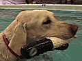 First Person: Dogs Jump for Spot on Parade Float