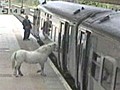 Man tries to bring pony on train and fails