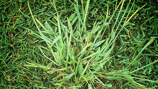 Fertilizing and Preventing Crabgrass