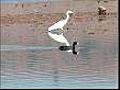 Migratory birds under threat