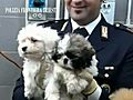Traffico di cani,  19 cuccioli salvati dalla polizia