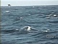 Orca attack on Great White