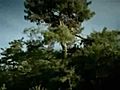 Unknown Flying Creatures caught on cam!!