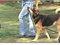 Dog Training - Teaching Your Dog to Heel Off Leash