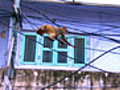 Monkey on a Wire