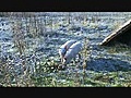 Notre ferme pédagogique - les deux petits cochons