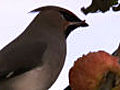 Waxwing migration