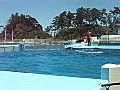 越前松島水族館 イルカショー