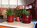 How to Grow a One-Pot Indoor Herb Garden