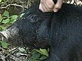 Wild Hog Captured By Miss. Wildlife Agents