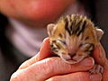 Too Cute! Kittens: Two Big Birth Days