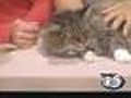 'TC' - Senior Male Long Hair Cat - #6276154