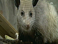 Ratting out cross-eyed possum