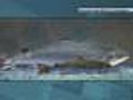 Could Genetically Altered Salmon Be Sold Soon?