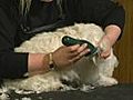 How to Groom the Feet - West Highland White Terrier