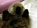 Raw video: Caring for a baby orphaned sea otter