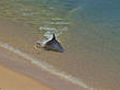 Hydroplaning dolphins