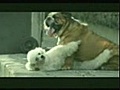 Bridgestone Tires - A dog’s life - commercial