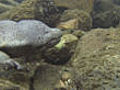 Chinese giant salamander