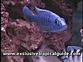 Tropical Aquarium - Fish Selection Advice