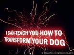 Dog Training Housebreaking - Solve your Dog Housebreaking Problem