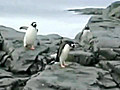 La vita da pinguino in presa diretta