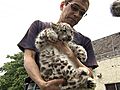 北海道・札幌市の円山動物園で生後2カ月のユキヒョウの赤ちゃんが公開されました&#12290;