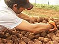 Potato protest at McCain plant