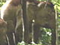 Quest: Expedition Borneo: Pygmy Elephants Captured on Film