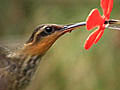 Hummingbird Tongues