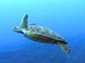 Secret Lives of Sea Turtles