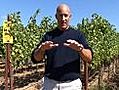 Cantore’s Top 3 things about Napa Valley