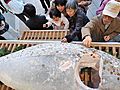 「商売繁盛」本マグロにさい銭ペタリ　西宮神社