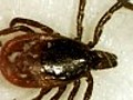 New Infectious Disease From Ticks