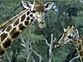 Lives of Giraffes